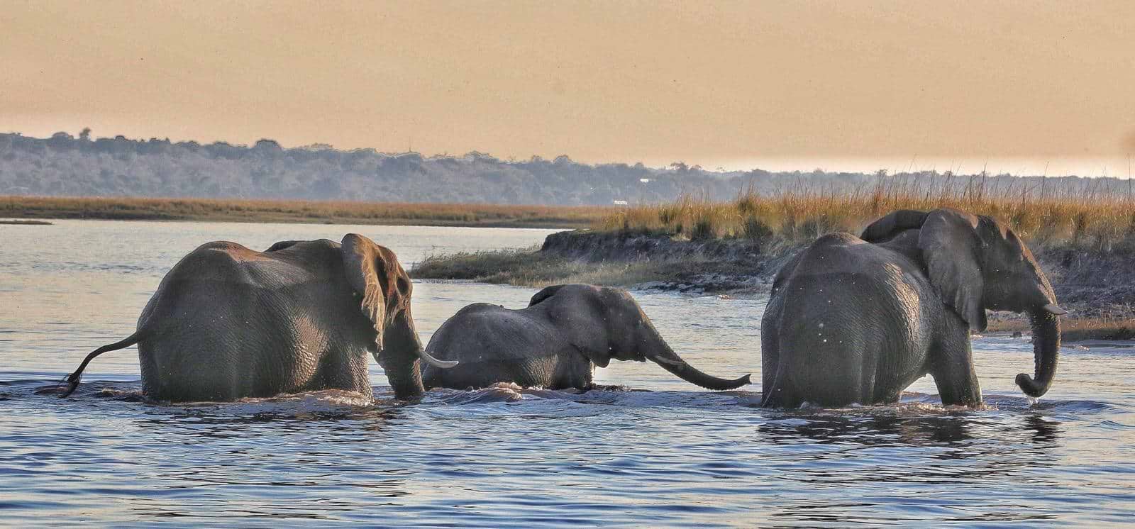Elephants in Botswana